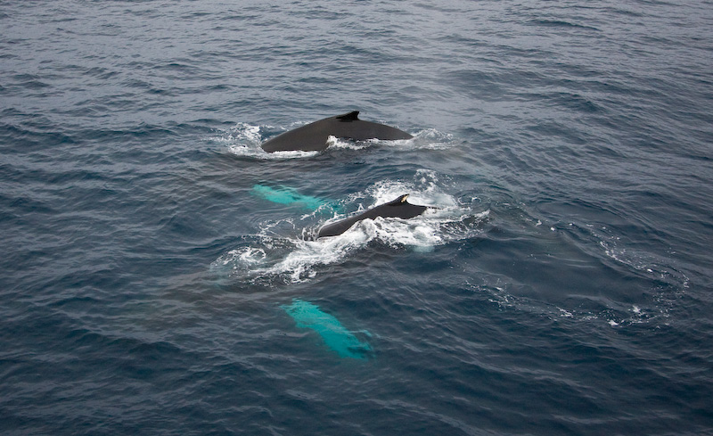 Humpback Whales